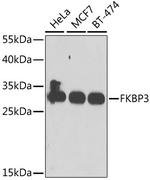 FKBP25 Antibody in Western Blot (WB)