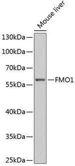 FMO1 Antibody in Western Blot (WB)