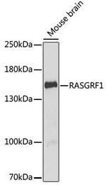 RASGRF1 Antibody in Western Blot (WB)