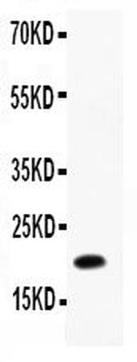 IL-12 p40 Antibody in Western Blot (WB)