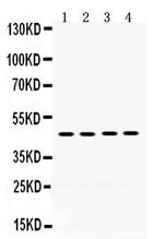 PAR1 Antibody in Western Blot (WB)