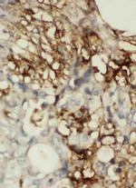 CD44 Antibody in Immunohistochemistry (Paraffin) (IHC (P))