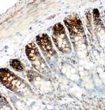 CD44 Antibody in Immunohistochemistry (Paraffin) (IHC (P))