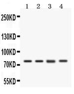 CD44 Antibody in Western Blot (WB)