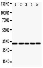 E2F6 Antibody in Western Blot (WB)