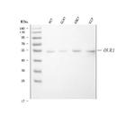 LOX-1 Antibody in Western Blot (WB)