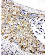 Prohibitin Antibody in Immunohistochemistry (Paraffin) (IHC (P))