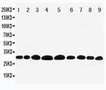 Prohibitin Antibody in Western Blot (WB)