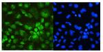 DDX5 Antibody in Immunocytochemistry (ICC/IF)