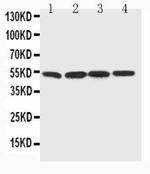 BAG5 Antibody in Western Blot (WB)