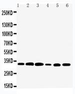 TAZ Antibody in Western Blot (WB)