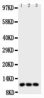 CCL1 Antibody in Western Blot (WB)