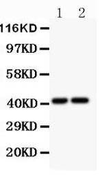 CXCR3 Antibody in Western Blot (WB)