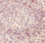 CD45 Antibody in Immunohistochemistry (Paraffin) (IHC (P))