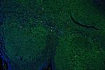 CD45 Antibody in Immunohistochemistry (Paraffin) (IHC (P))