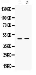 ING1 Antibody in Western Blot (WB)