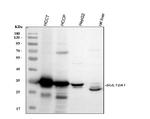 SULT2A1 Antibody in Western Blot (WB)