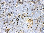 IBA1 Antibody in Immunohistochemistry (Paraffin) (IHC (P))