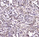 S100A10 Antibody in Immunohistochemistry (Paraffin) (IHC (P))