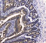 COX4 Antibody in Immunohistochemistry (Paraffin) (IHC (P))