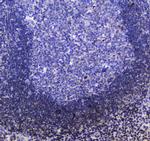 SHIP1 Antibody in Immunohistochemistry (Paraffin) (IHC (P))