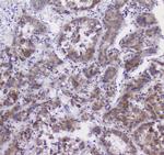 Properdin Antibody in Immunohistochemistry (Paraffin) (IHC (P))