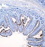 SI Antibody in Immunohistochemistry (Paraffin) (IHC (P))