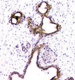 DOK7 Antibody in Immunohistochemistry (Paraffin) (IHC (P))