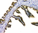 DOK7 Antibody in Immunohistochemistry (Paraffin) (IHC (P))