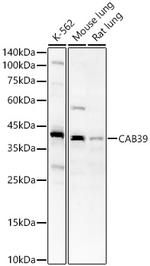 CAB39 Antibody in Western Blot (WB)