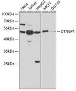 DTNBP1 Antibody in Western Blot (WB)