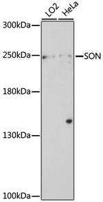 SON Antibody in Western Blot (WB)