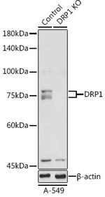 DNM1L Antibody