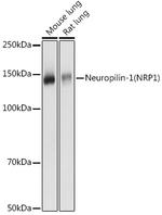 Neuropilin-1 Antibody in Western Blot (WB)