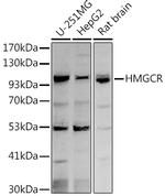 HMGCR Antibody in Western Blot (WB)