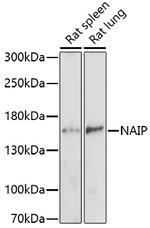 NAIP Antibody in Western Blot (WB)