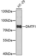 DMTF1 Antibody in Western Blot (WB)