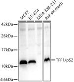 TFF1 Antibody in Western Blot (WB)