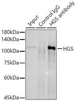 HGS Antibody in Immunoprecipitation (IP)