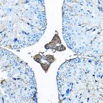 Iduronate 2 Sulfatase Antibody in Immunohistochemistry (Paraffin) (IHC (P))