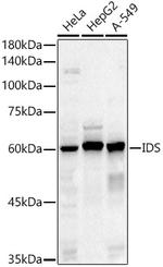 Iduronate 2 Sulfatase Antibody in Western Blot (WB)