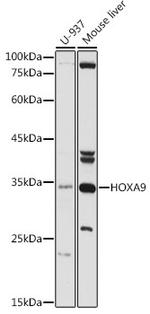 HOXA9 Antibody in Western Blot (WB)