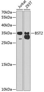 BST-2 Antibody in Western Blot (WB)
