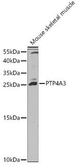 PRL3 Antibody in Western Blot (WB)