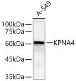 KPNA4 Antibody in Western Blot (WB)