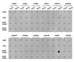 H4R3me2a Antibody in Dot Blot (DB)