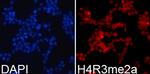 H4R3me2a Antibody in Immunocytochemistry (ICC/IF)