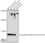 H4R3me2a Antibody in Western Blot (WB)