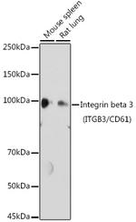 CD61 Antibody in Western Blot (WB)