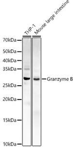 Granzyme B Antibody in Western Blot (WB)